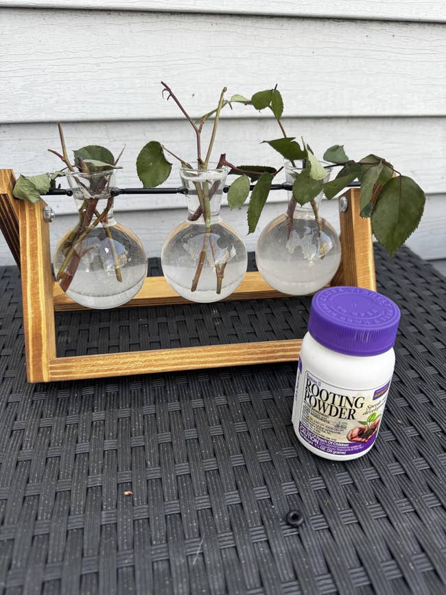 Three plants in vases on a wooden stand with a container of rooting powder nearby
