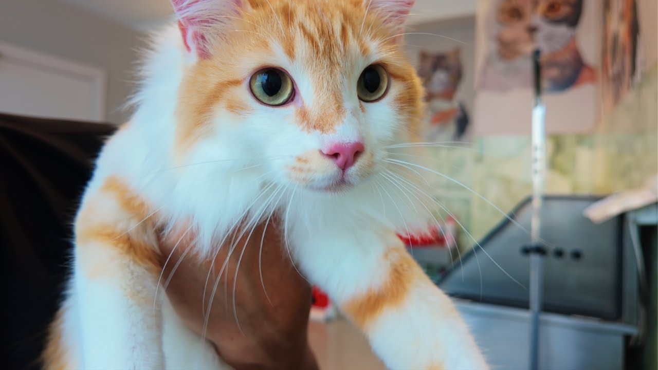 Merlin the cat takes the spice test