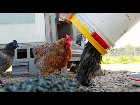 We took on a beetle challenge for our birds