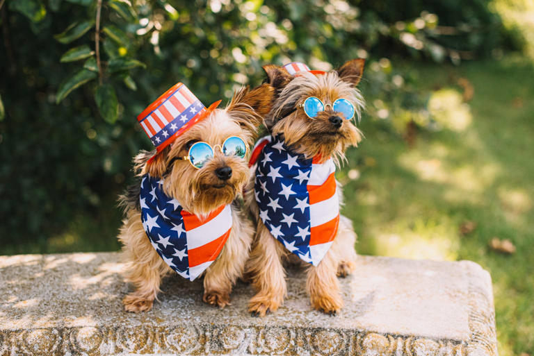 Chief veterinarian shares pet safety tips ahead of America's biggest ...