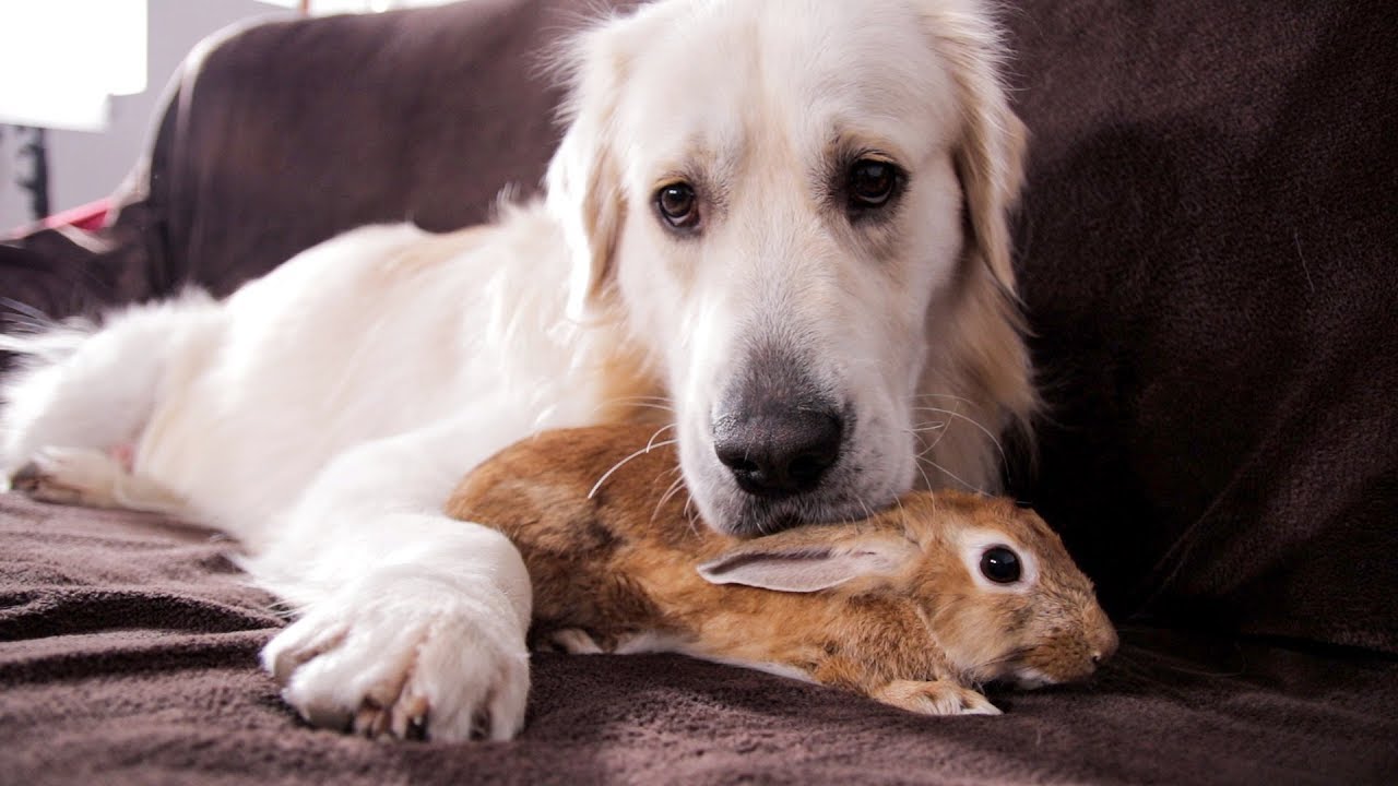 Rabbit finds comfort beside a golden retriever