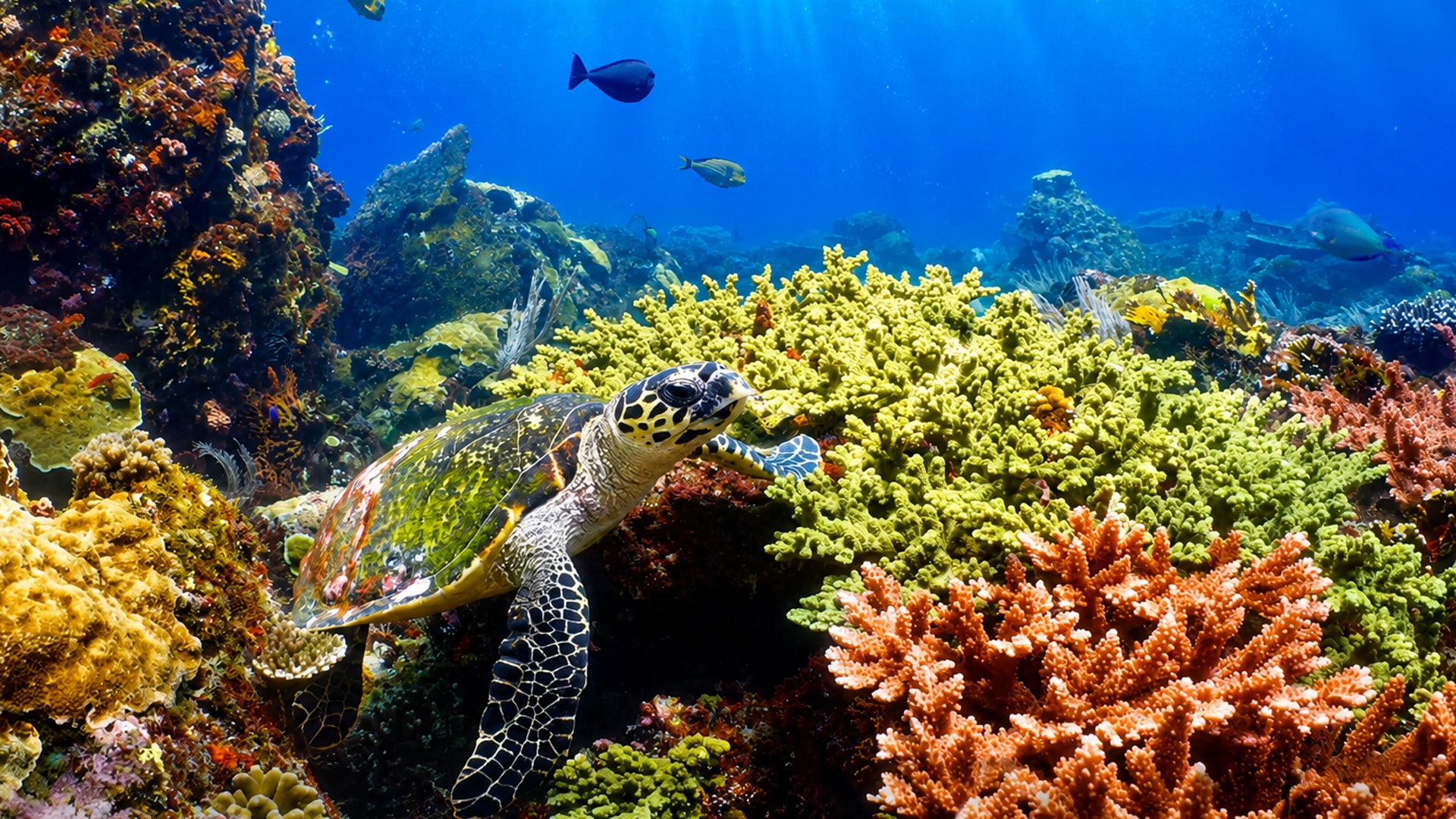 A world hidden beneath the ocean surface