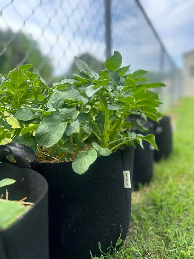 Plants growing in fabric pots next to a fence, suitable for gardening enthusiasts exploring outdoor planting options