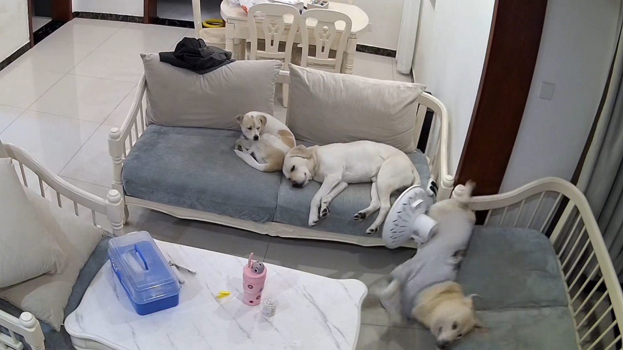 Sleepy pup tumbles off sofa and hits fan!
