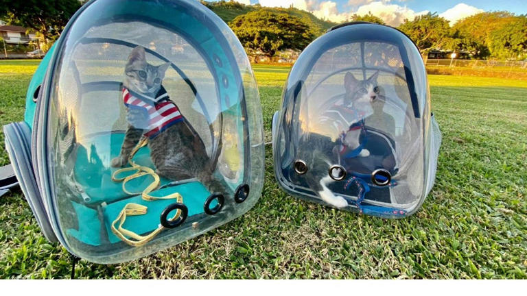 Walmart's expandable cat backpack lets you go on kitty cat adventures