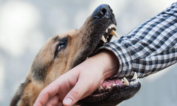 Vet names the 3 dog breeds most likely to bite - not pit bulls or ...
