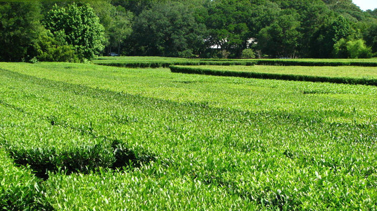 The state that produces more tea than any other in the US