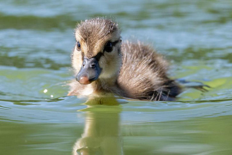 Trump's Reflecting Pool disaster turns tragic as dead duckling spotted ...
