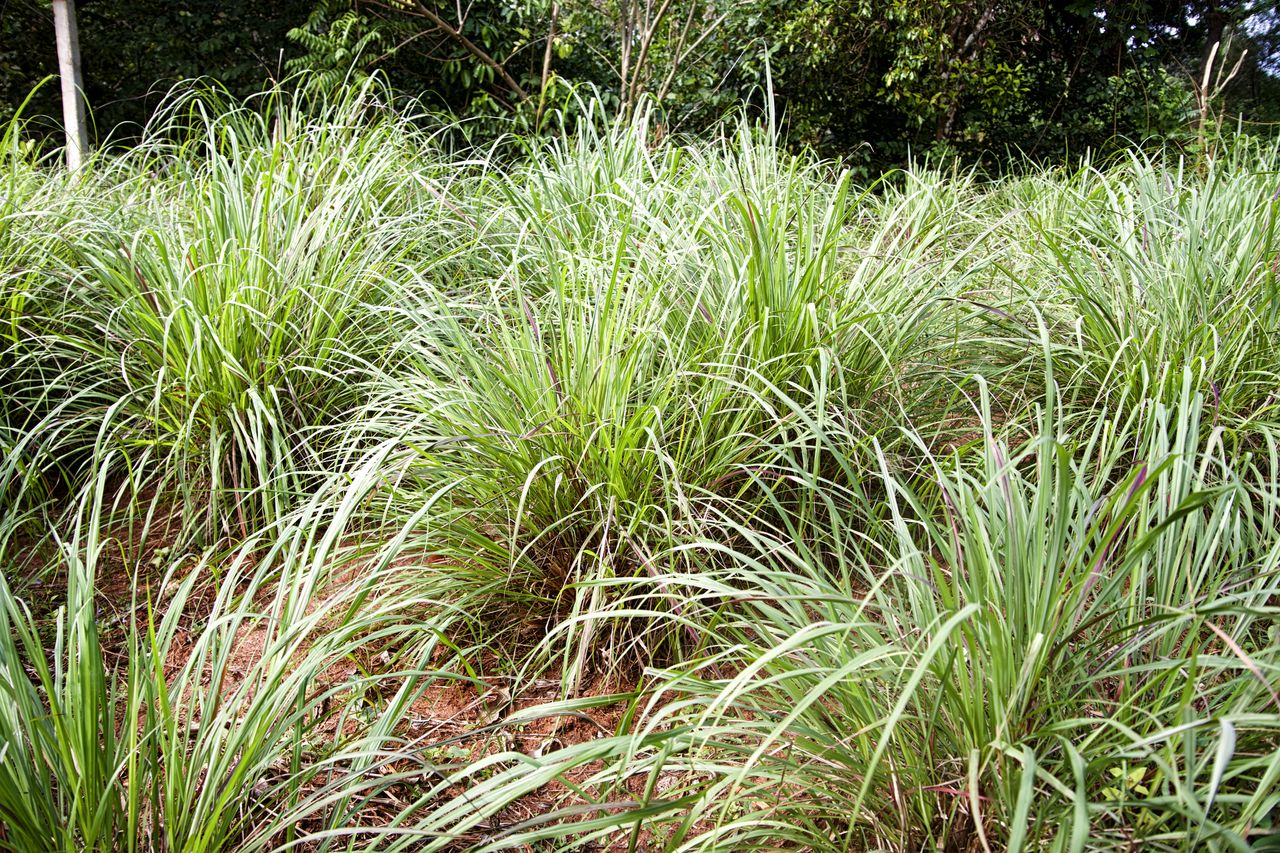 Lemongrass Plants