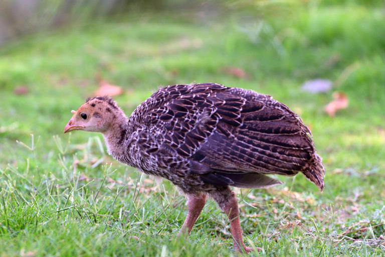 Baby turkey raised by ducks swims and acts like them