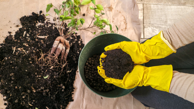Replacing soil does more than refresh the potting mix