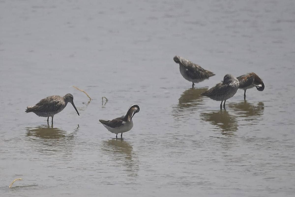 5 Fakta Menarik Wilson’s Phalarope, Burung Migran di Danau Garam
