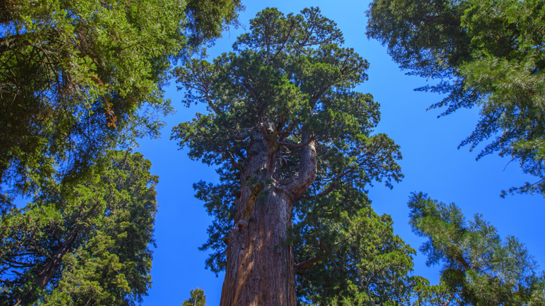 North America's largest tree is a majestic West Coast gem nestled in ...