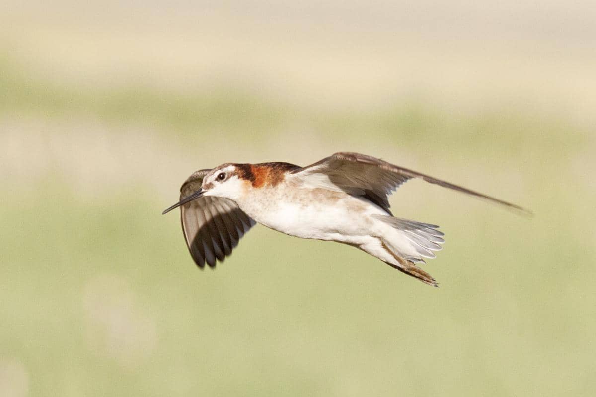 5 Fakta Menarik Wilson’s Phalarope, Burung Migran di Danau Garam
