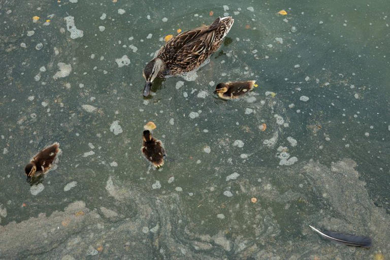 Trump's Reflecting Pool disaster turns tragic as dead duckling spotted ...