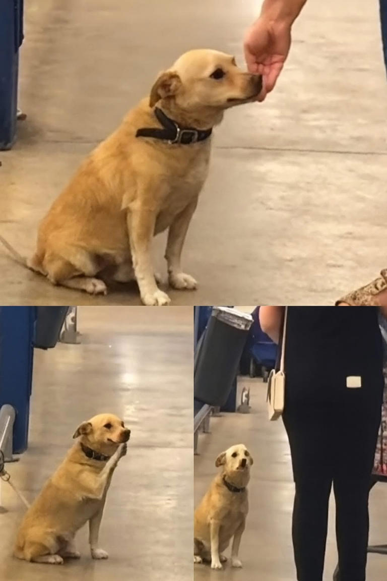 Cane abbandonato davanti al supermercato aspetta per giorni il ritorno ...