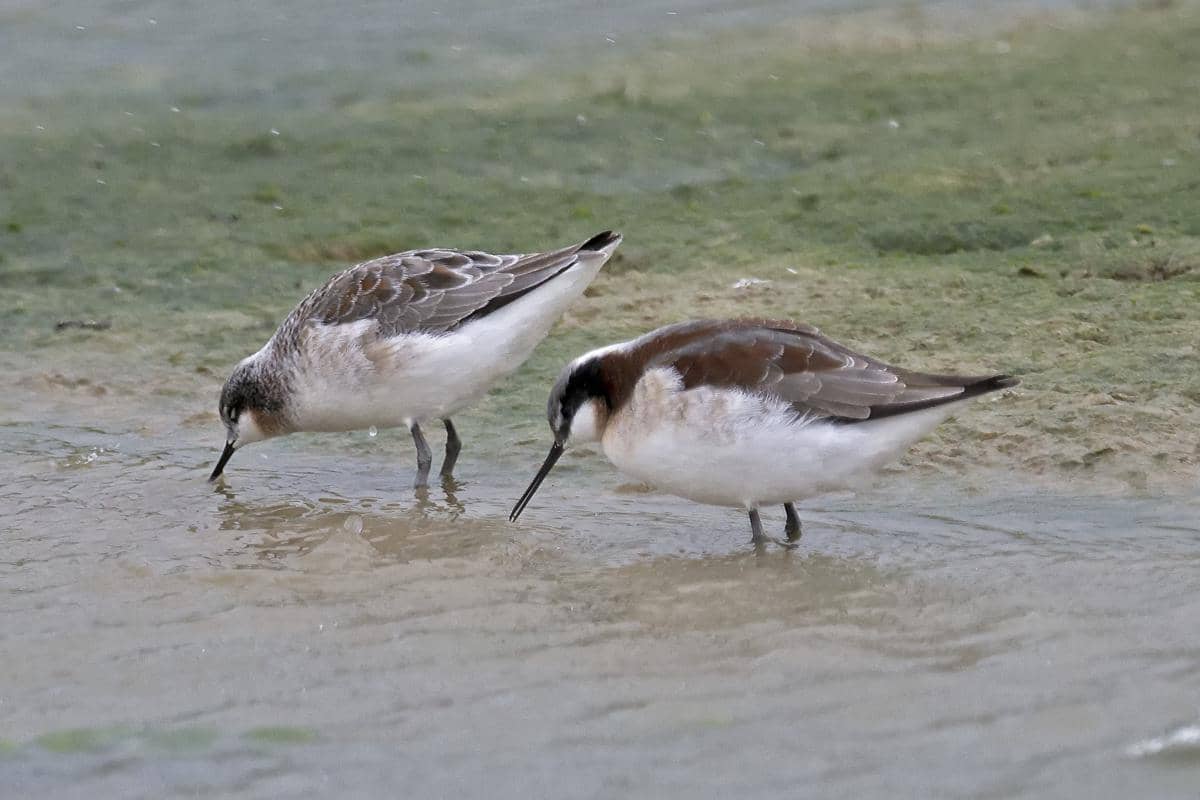 5 Fakta Menarik Wilson’s Phalarope, Burung Migran di Danau Garam
