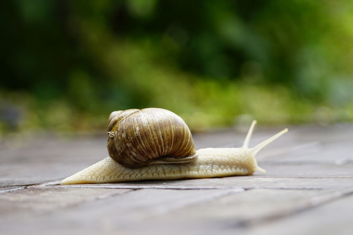 Vì sao người châu Âu thích ăn ốc sên?