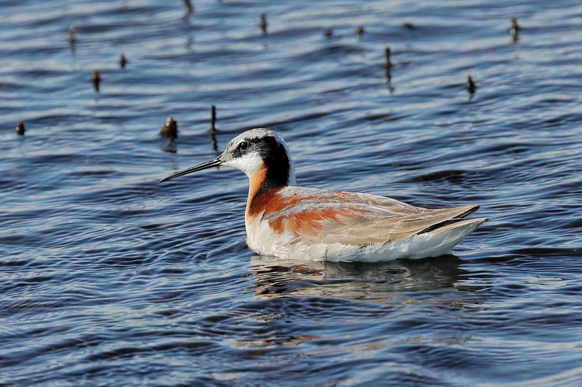 5 Fakta Menarik Wilson’s Phalarope, Burung Migran di Danau Garam