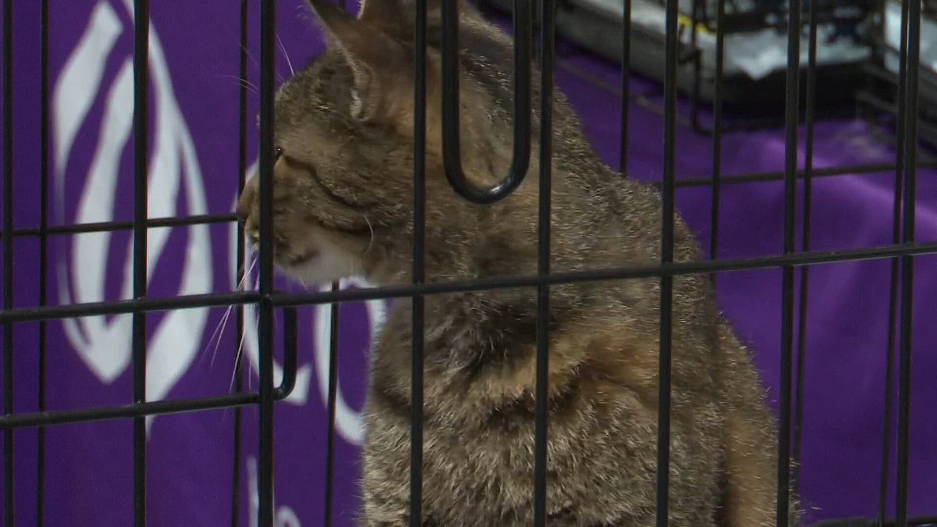289 dogs and cats adopted at Florida MEGA event in Jacksonville