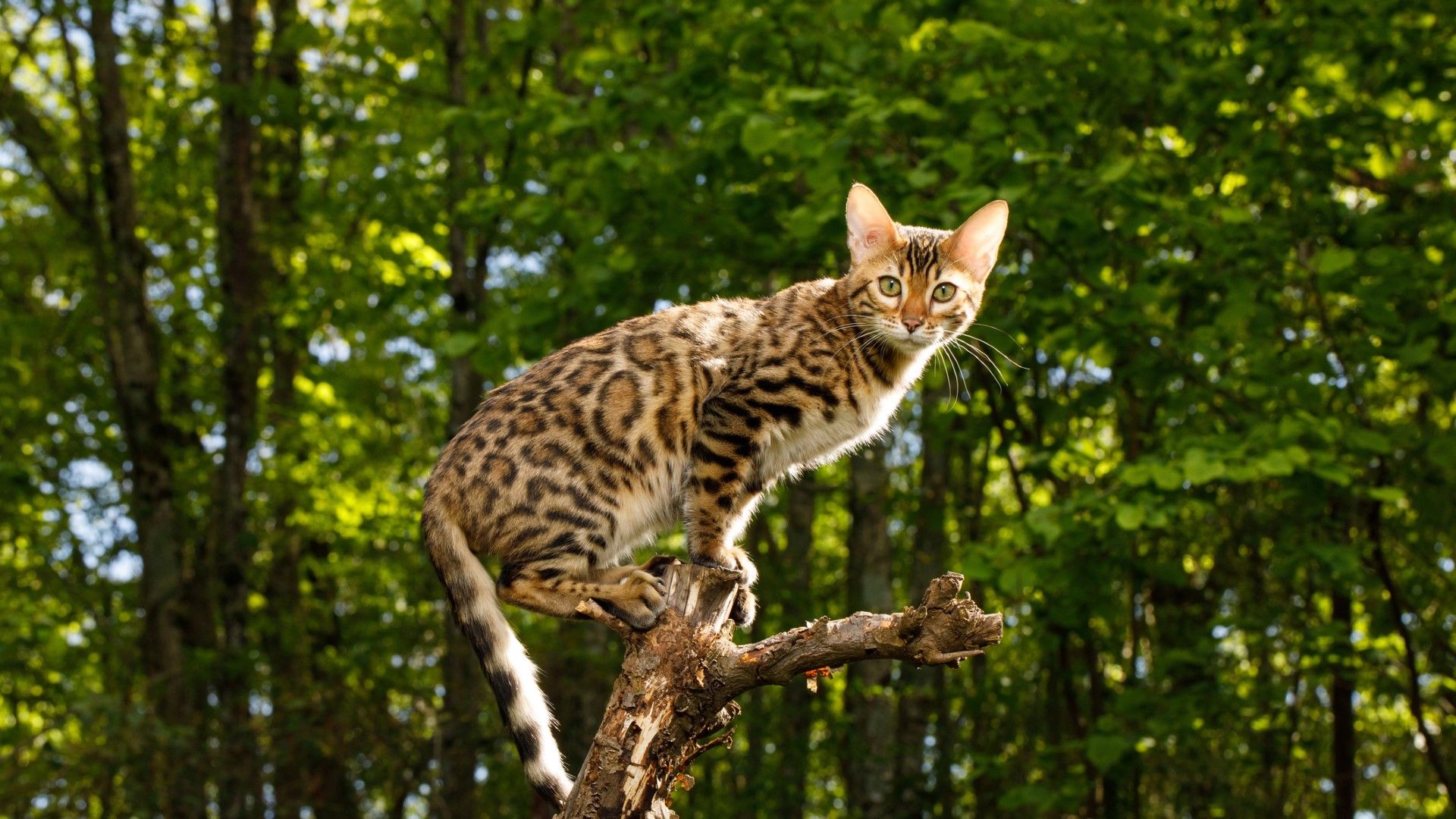 Curated visual reference: Separation Anxiety Aid For Cats Reference: Cat Breeds Most Likely To Suffer From Separation Anxiety