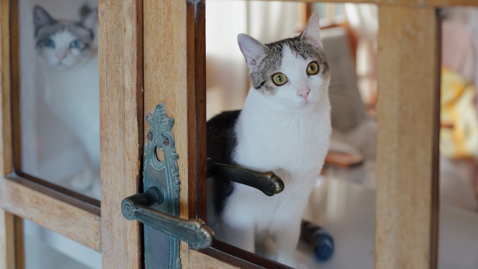 Curated visual reference: Fresh Look at Cat Breeds Most Likely To Suffer From Separation Anxiety