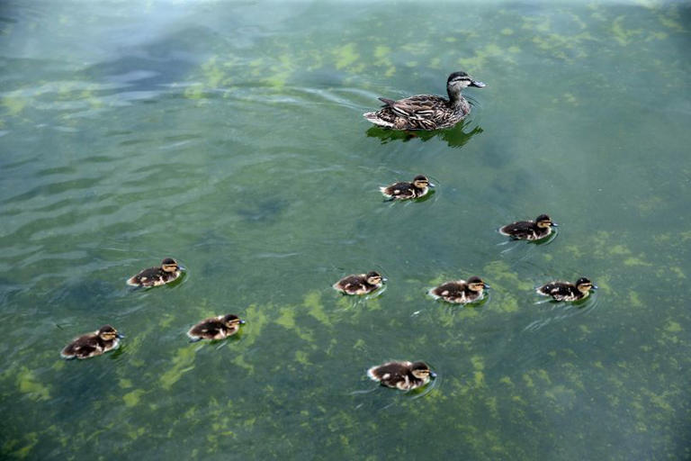 Trump's Reflecting Pool disaster turns tragic as dead duckling spotted ...