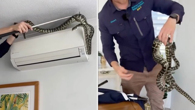 Snake catcher arrives at Queensland home, finds a huge python atop the ...