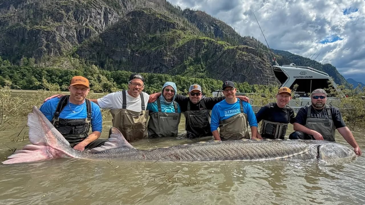 Massive surgeon reeled in on B.C.’s Fraser River | The Moment