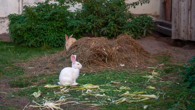 Farmer asks if raising rabbits is worth it, and owners say the real win ...