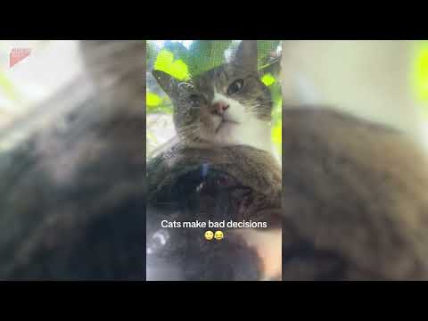 Cat gets stuck between window and fly screen