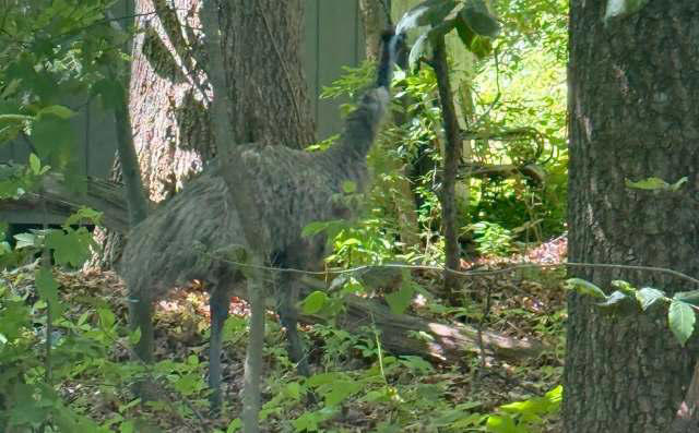 Loose emu keeps evading capture in New Jersey, and no one knows who owns it