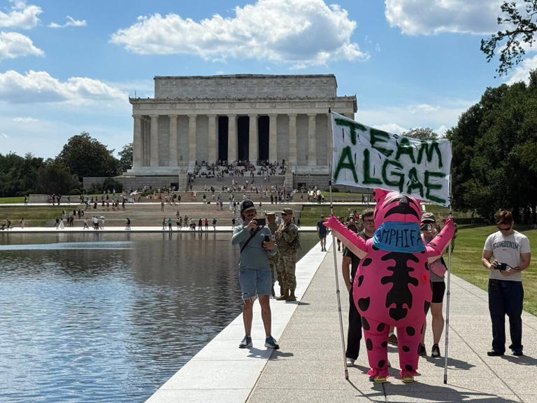 Trump's reflecting pool repair sparks algal crisis
