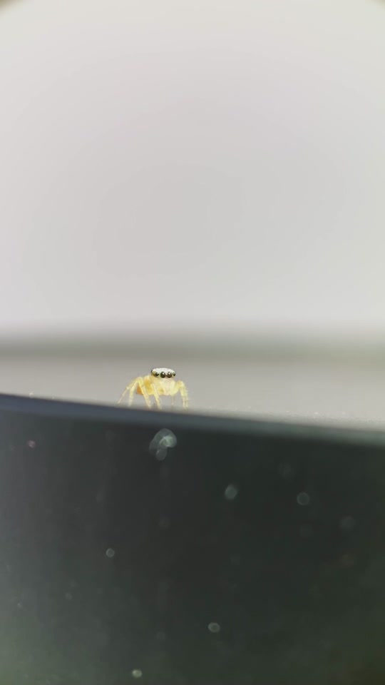 Baby jumping spiders under the microscope: A tiny world revealed