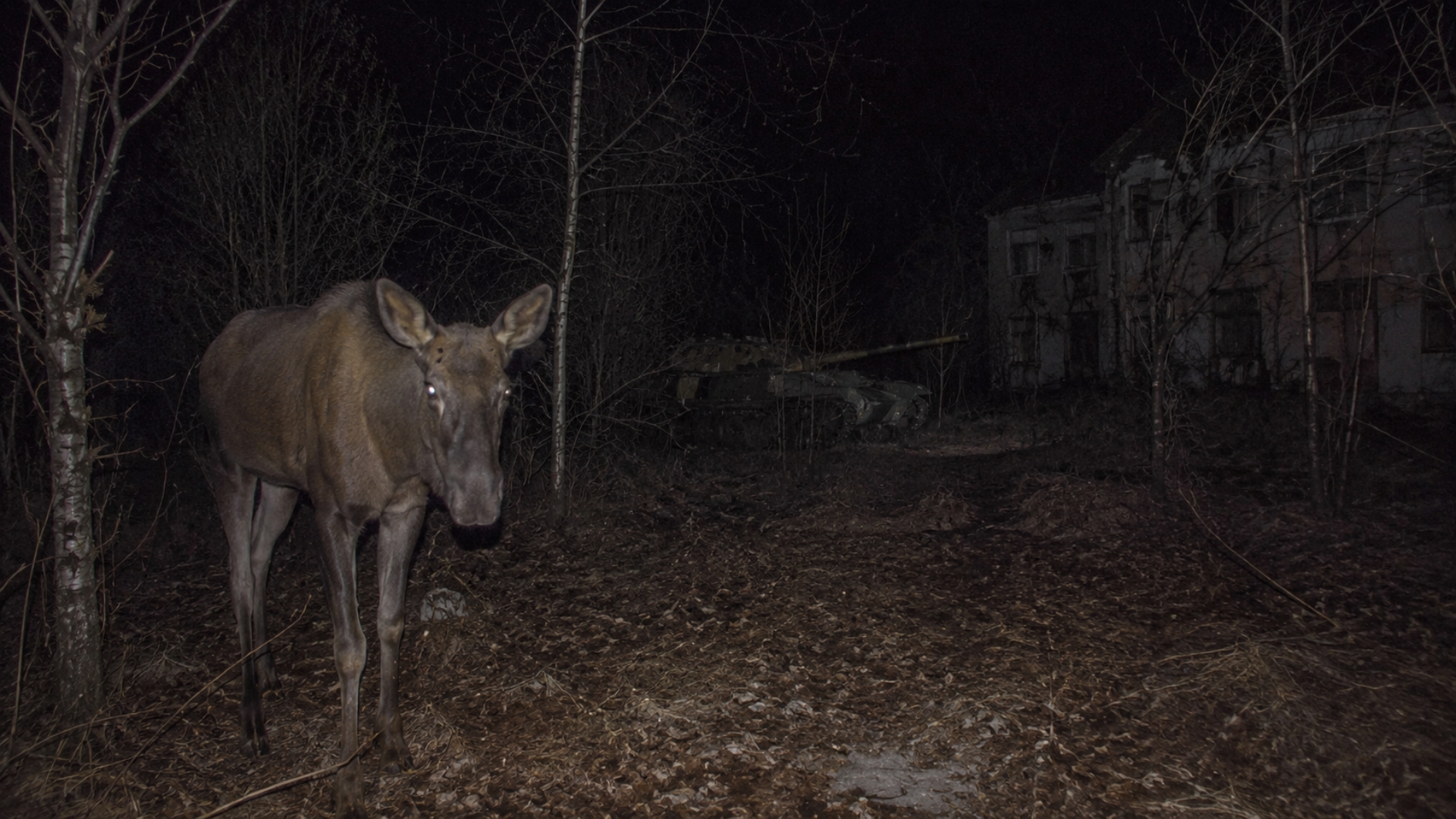 Chernobyl’s Wildlife Changed Its Behaviour During Russia’s Invasion
