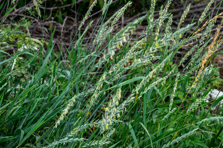 Why coarse, tufty clumps of grass keep spreading across your lawn (and ...