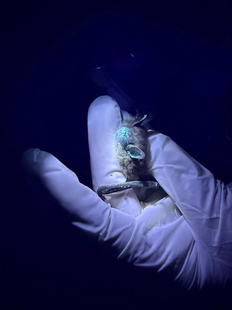 Parks Canada working to curb spread of deadly white-nose syndrome in ...
