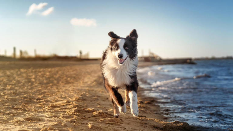 Veterinarios alertan de intoxicaciones por cannabis en perros tras ...