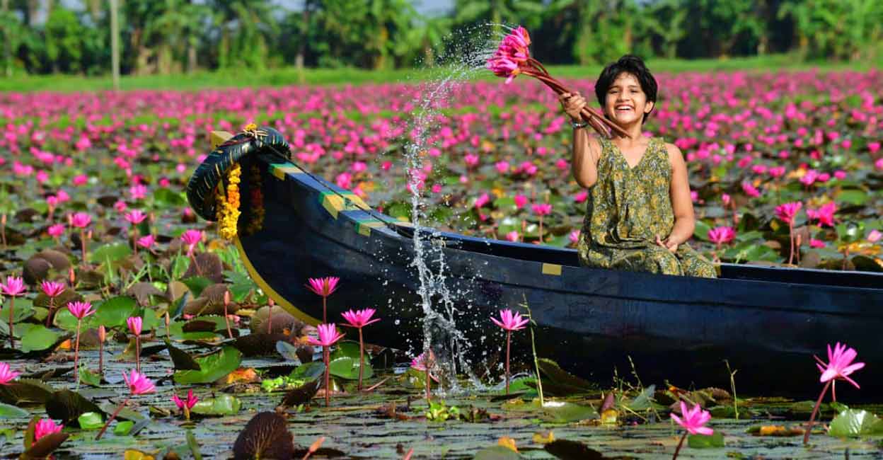 Malarikkal's pink water lily season almost here: Current blooming spots