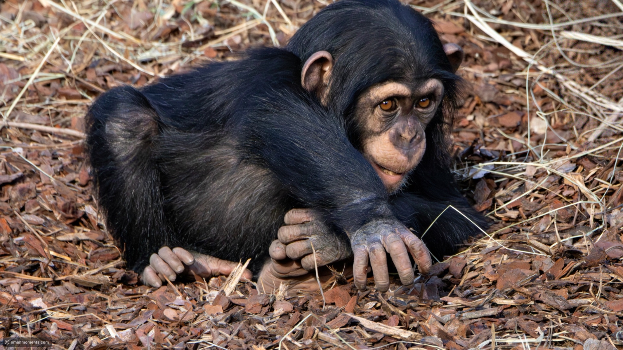 Animals that make sounds similar to human laughter