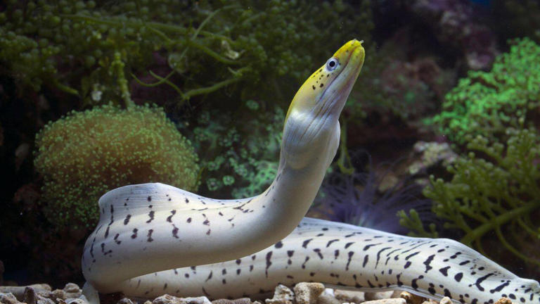 How animals build trust with other species: The surprising science ...