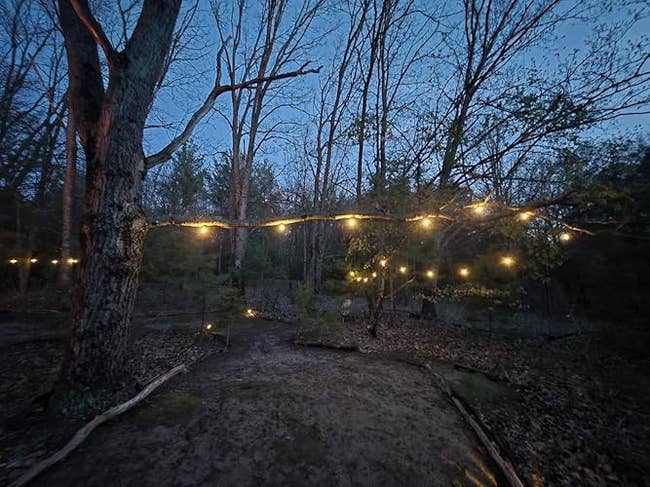 A woodland path is softly lit by string lights hung between bare trees, creating a cozy, inviting atmosphere