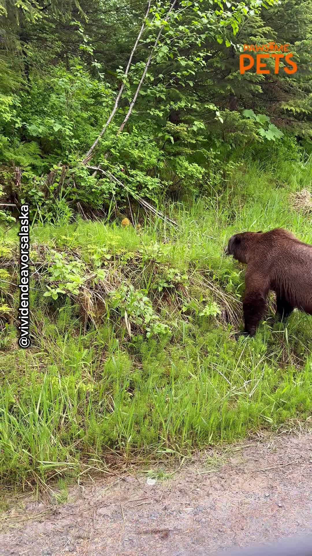 wild-brown-bear-spotted-by-driver-on-remote-alaska-road