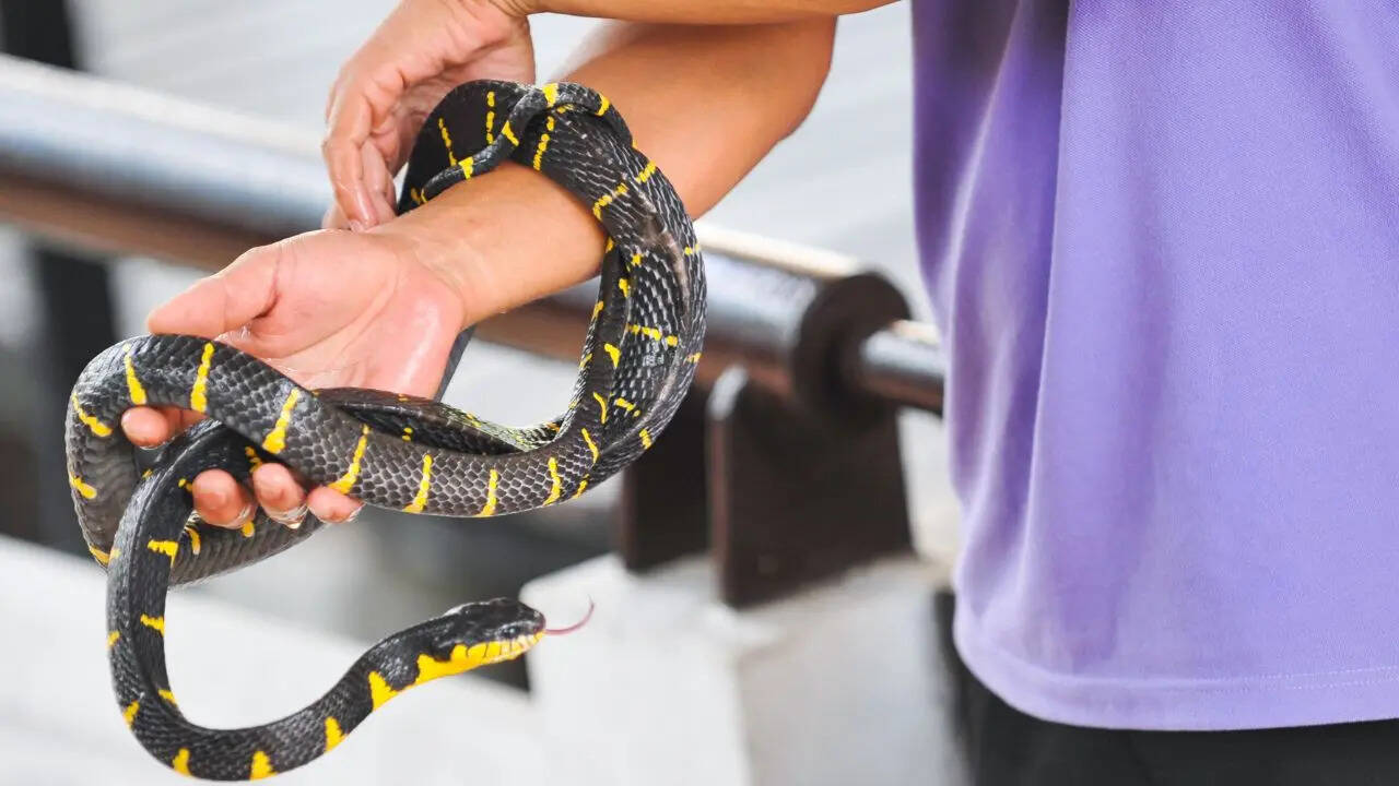 The venomous 'big four' snakes of Karnataka, South India: What ...