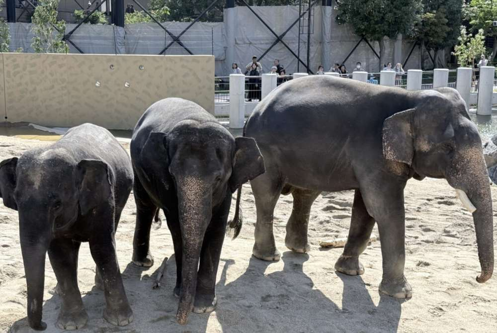 PN Taiping calls for transparent probe into elephant transfer to Japan