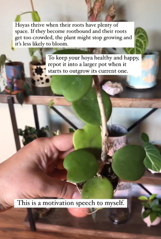 Hoya repotting guide for healthy growth and root care at home
