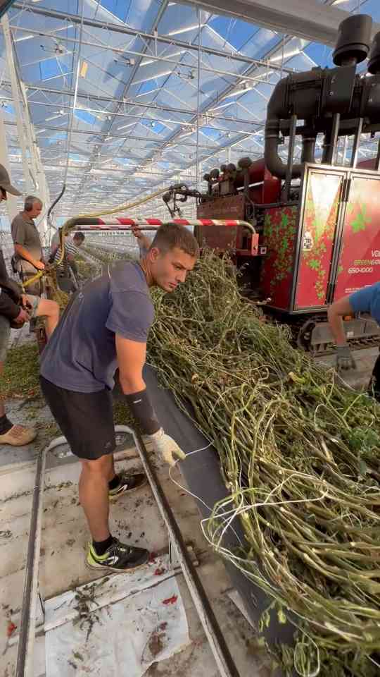 This is how farmers recycle tomato plants instead of throwing them away
