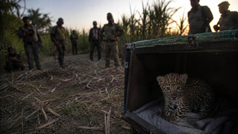 Central India’s leopard cub reunions show how rescue can keep big cats wild