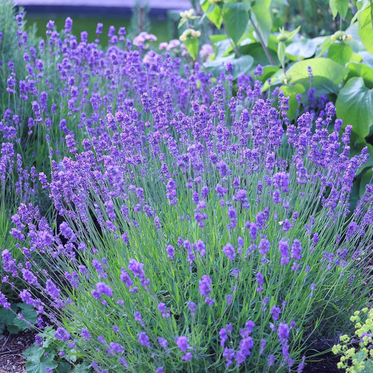 How to plant a lavender hedge for garden structure and scent