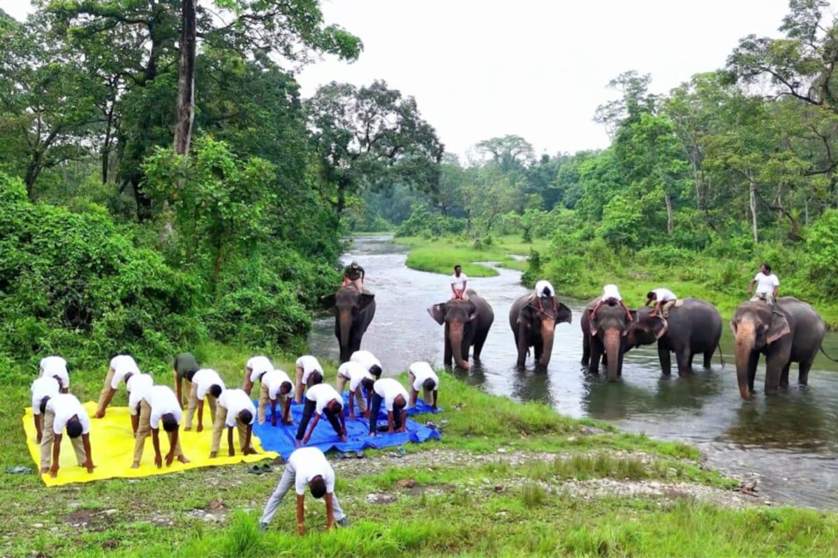 'Most beautiful yoga day celebration': Forest rangers perform yoga on ...